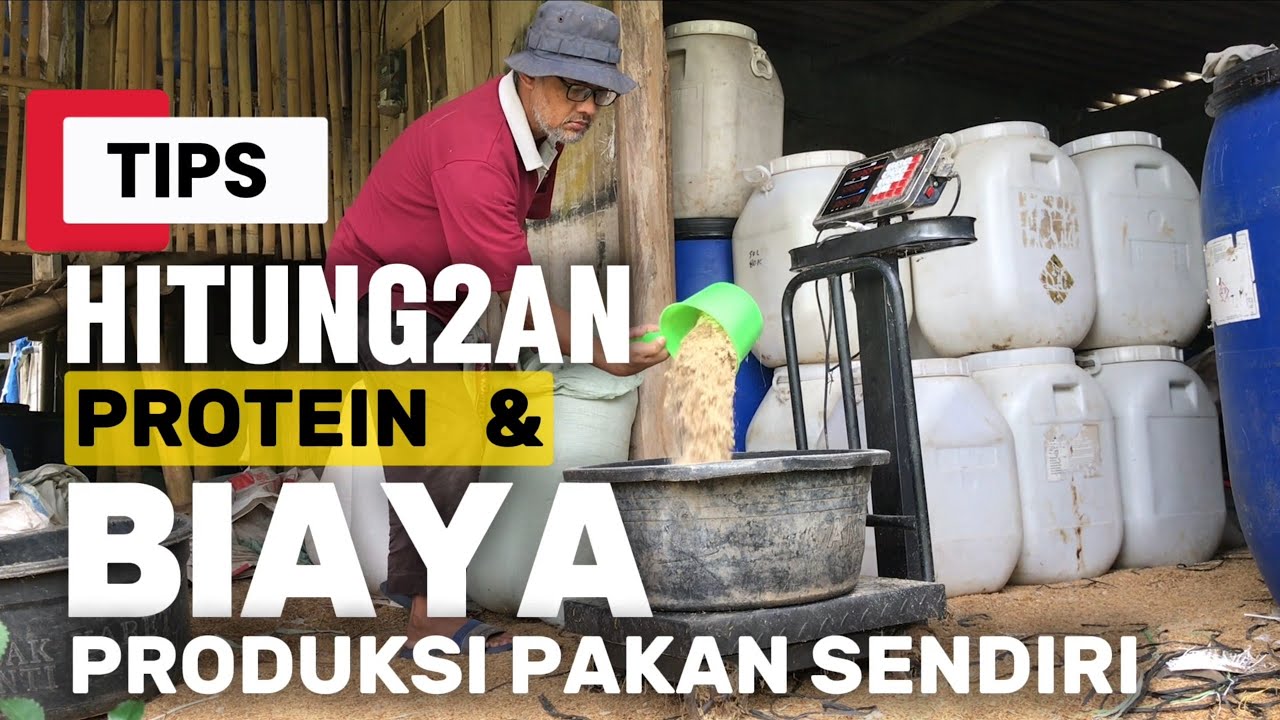 Tips Hitung Hitungan Protein & Biaya Produksi Pakan Ayam Sendiri