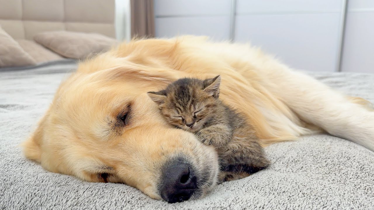 This Giant Golden Retriever and Tiny Kitten Share the Sweetest Bond Ever!