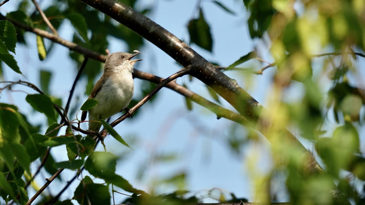 A singing lesser whitethroat (Sylvia curruca) Braamsluiper
