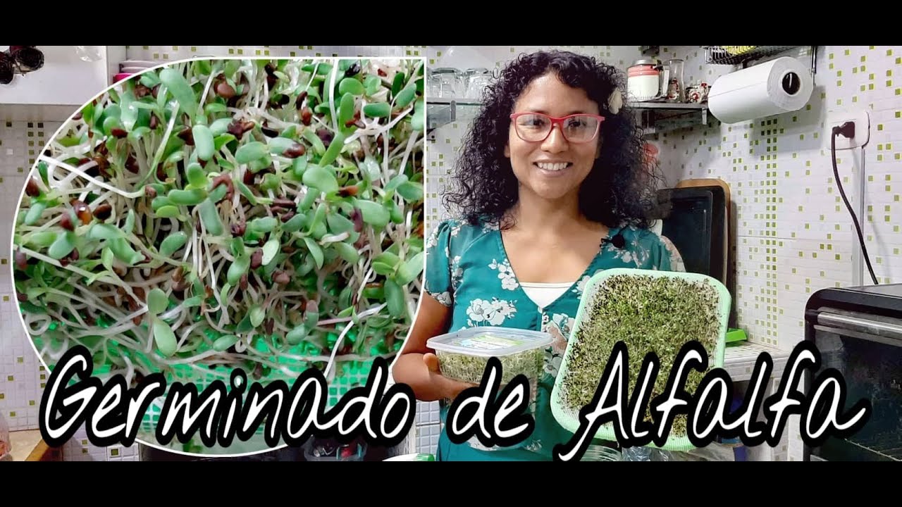 GERMINADO DE ALFALFA ANTIAN&Eacute;MICO