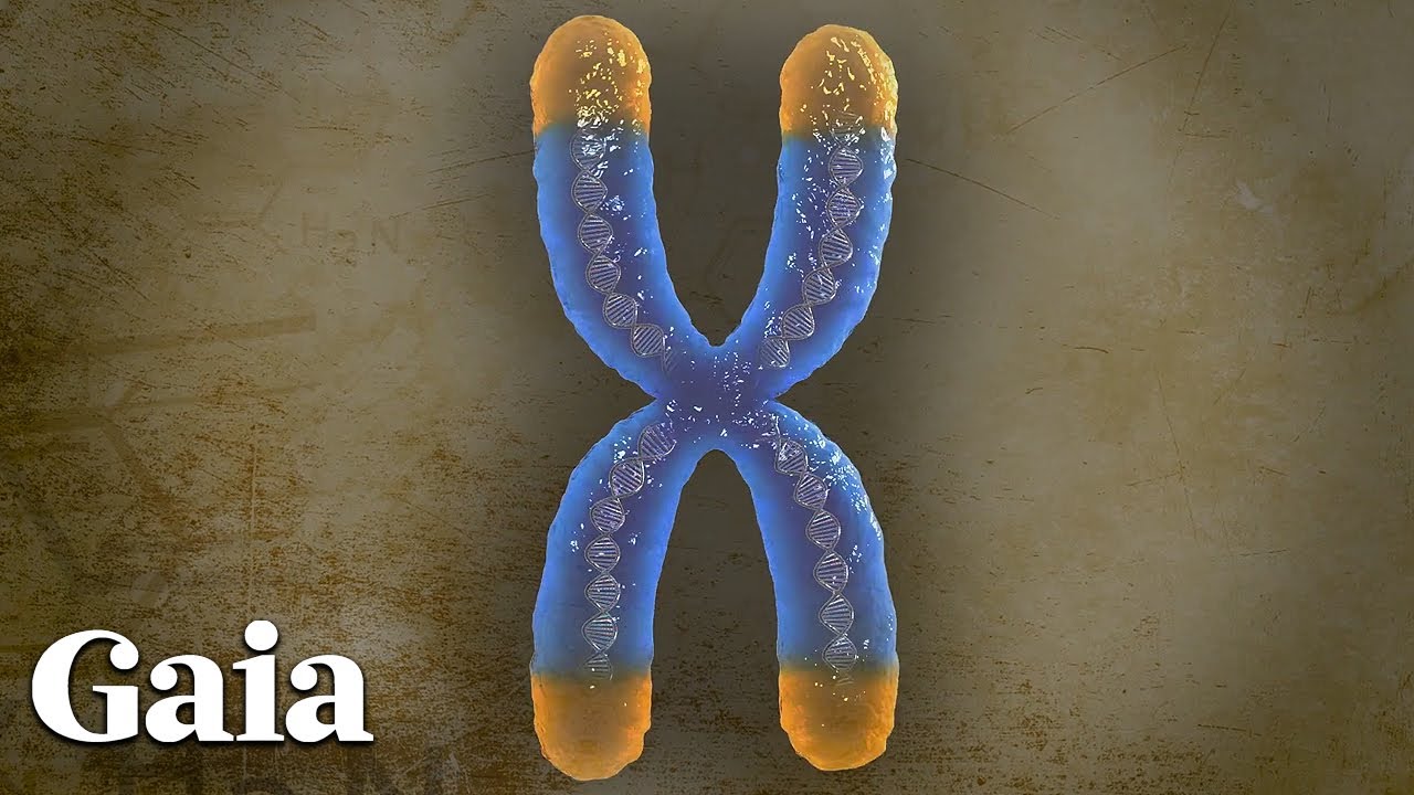 This is How TELOMERES Affect LONGEVITY