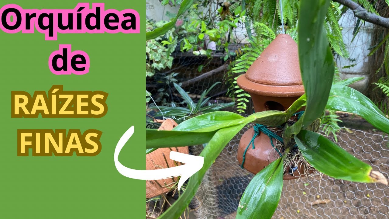 Assim eu não perco as orquídeas de Raízes Finas! 