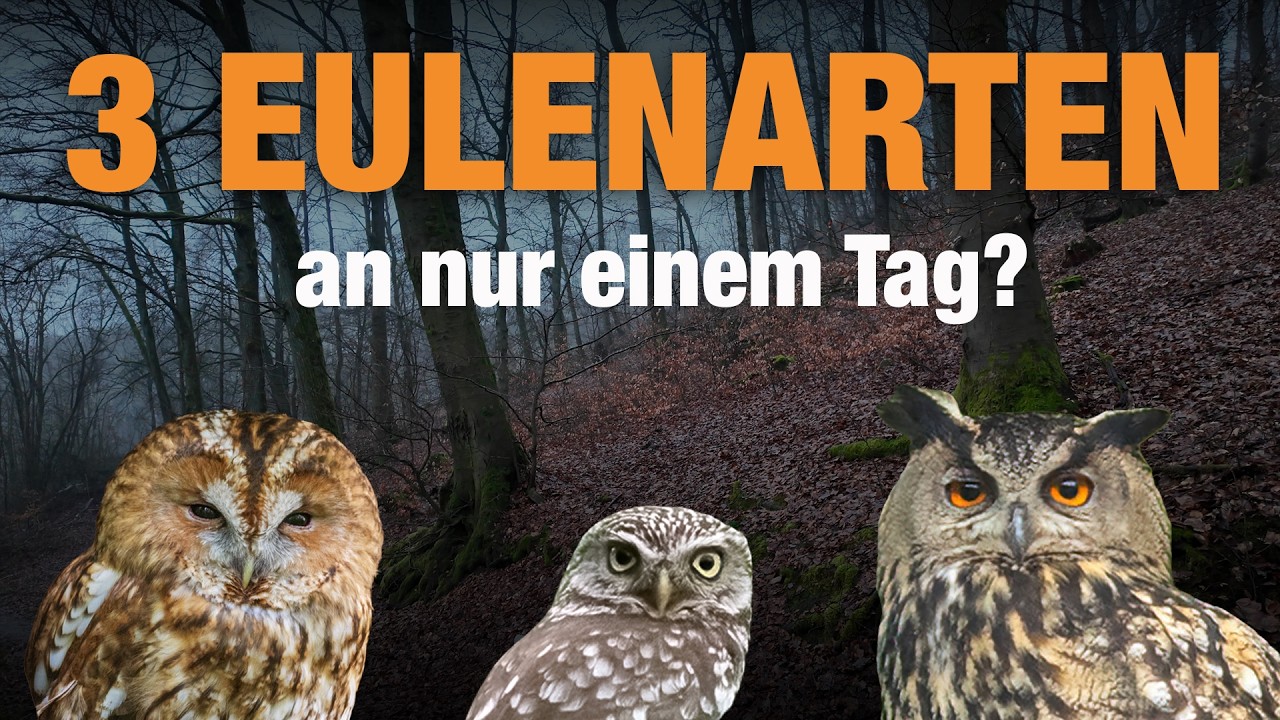 Steinkauz, Waldkauz und Uhu - 3 Eulenarten an nur einem Tag? Wieviele davon werde ich sehen?