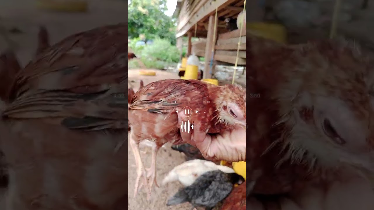 OBAT AMPUH UNTUK BERBAGAI JENIS DAN USIA AYAM