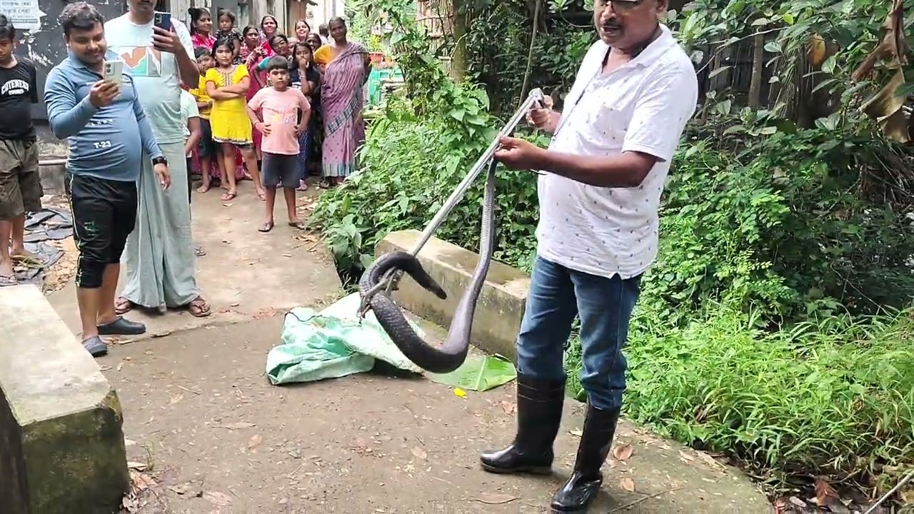জোতগোবর্ধন থেকে উদ্ধার এক বিষধর সাপ 😳🐍