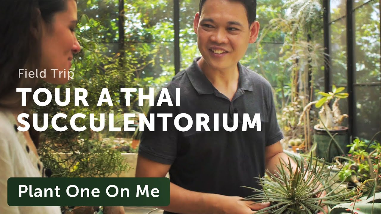 A Thai Collector's Cacti & Succulent Tour: Part I  — Plant One On Me — Ep 140