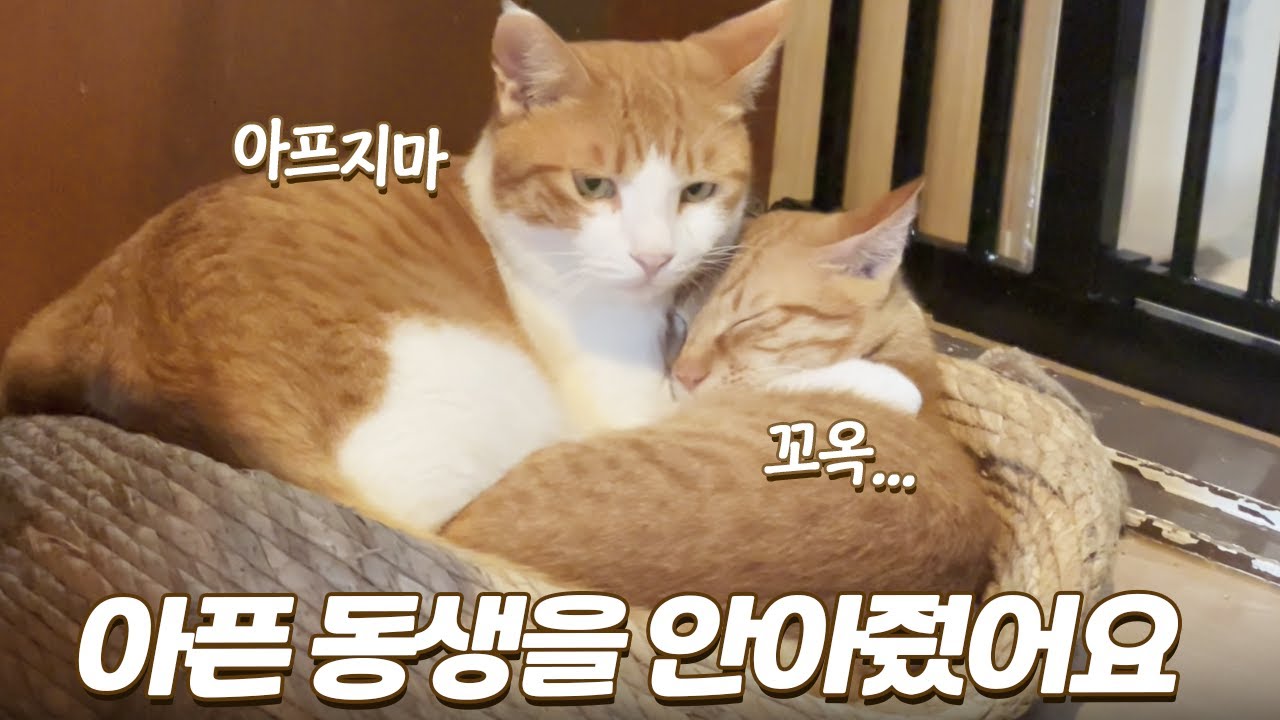 아픈 동생을 엄마 대신 꼬옥 안아주는 형 고양이