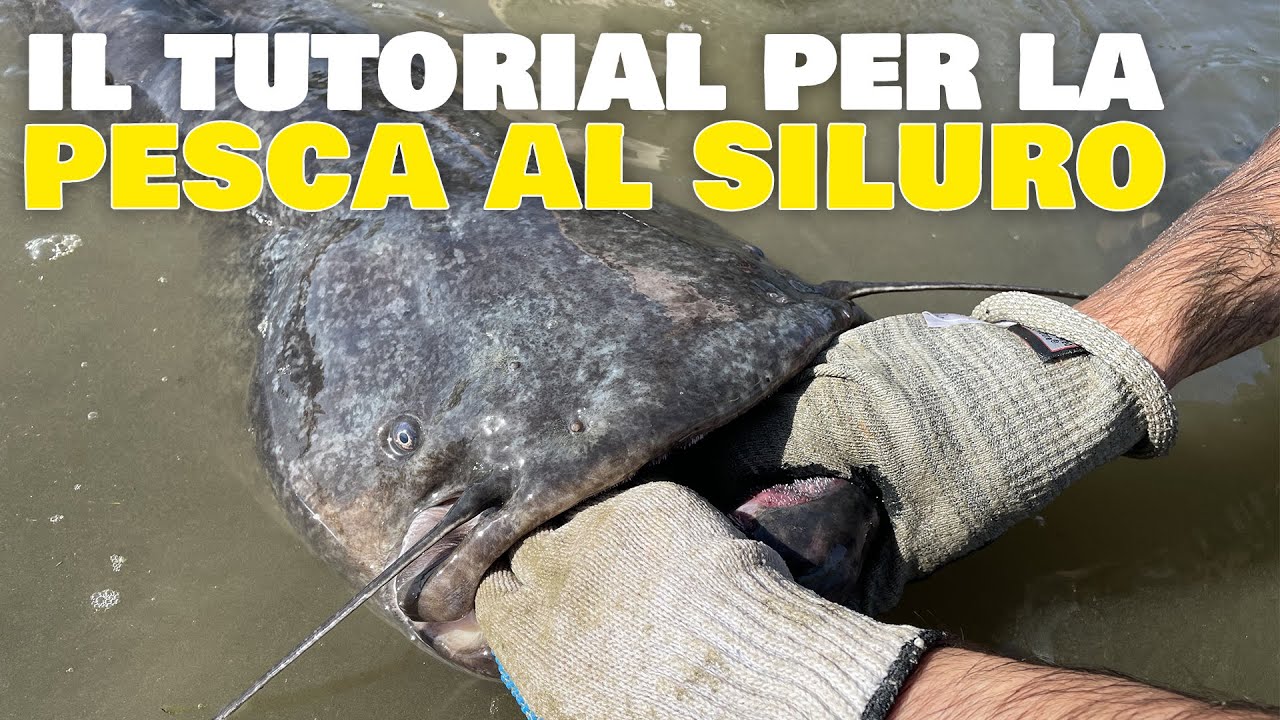 IL TUTORIAL PER LA PESCA AL SILURO
