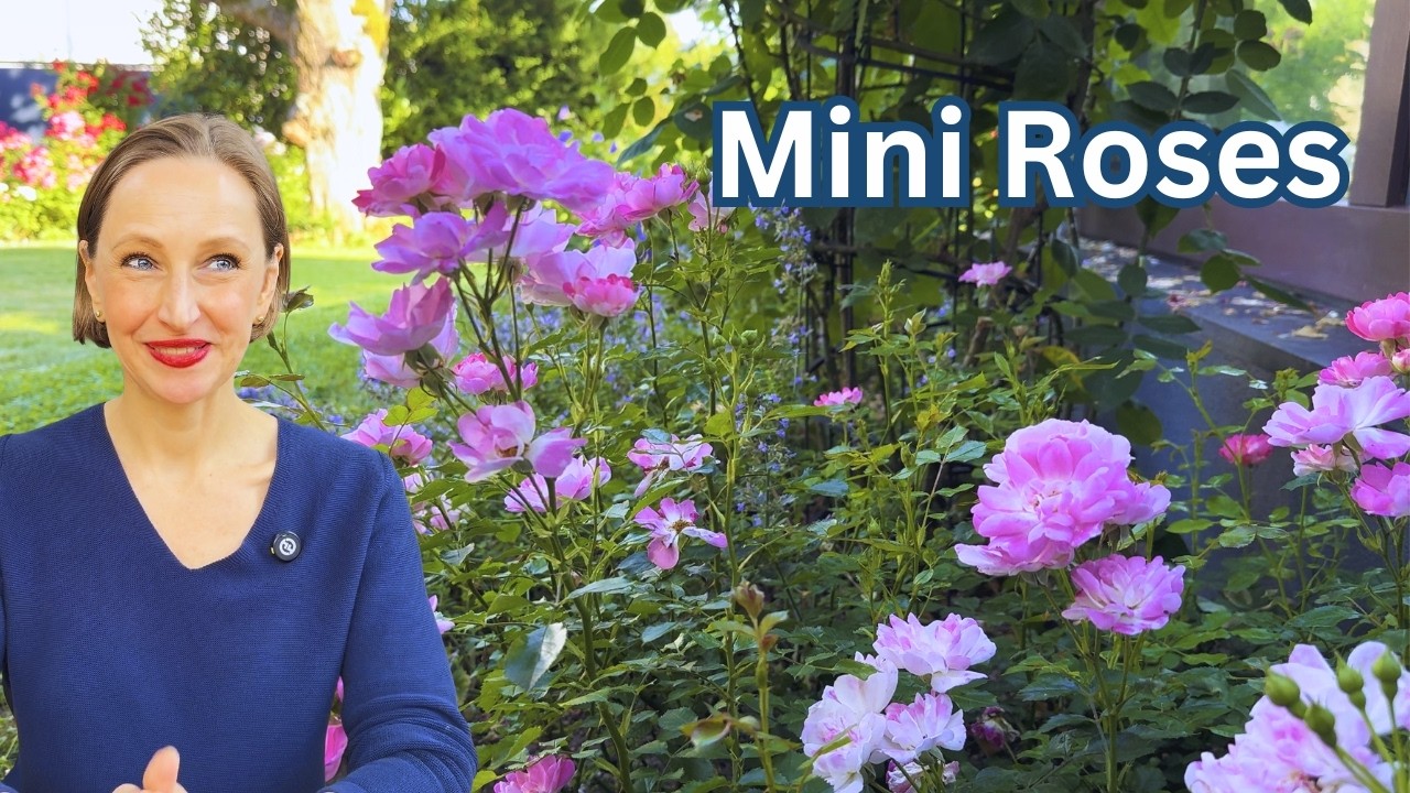 Why I Bought Mini Roses (And YOU can too) 🌹