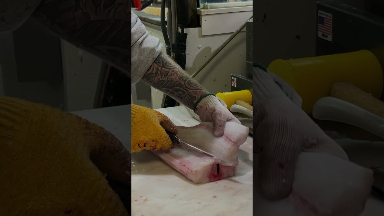 Conger Eel