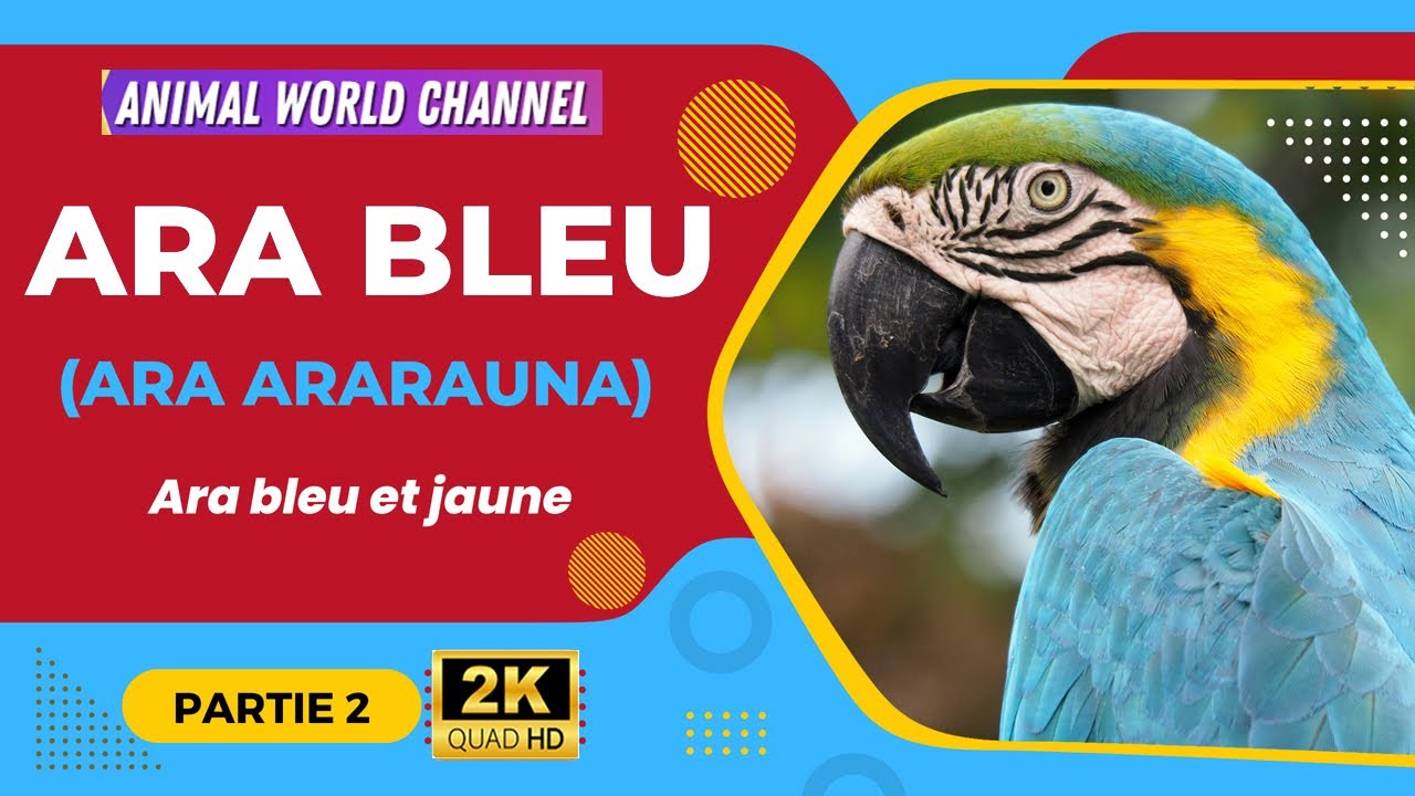 L'Ara bleu et jaune ararauna  partie 2 avec musique relaxante