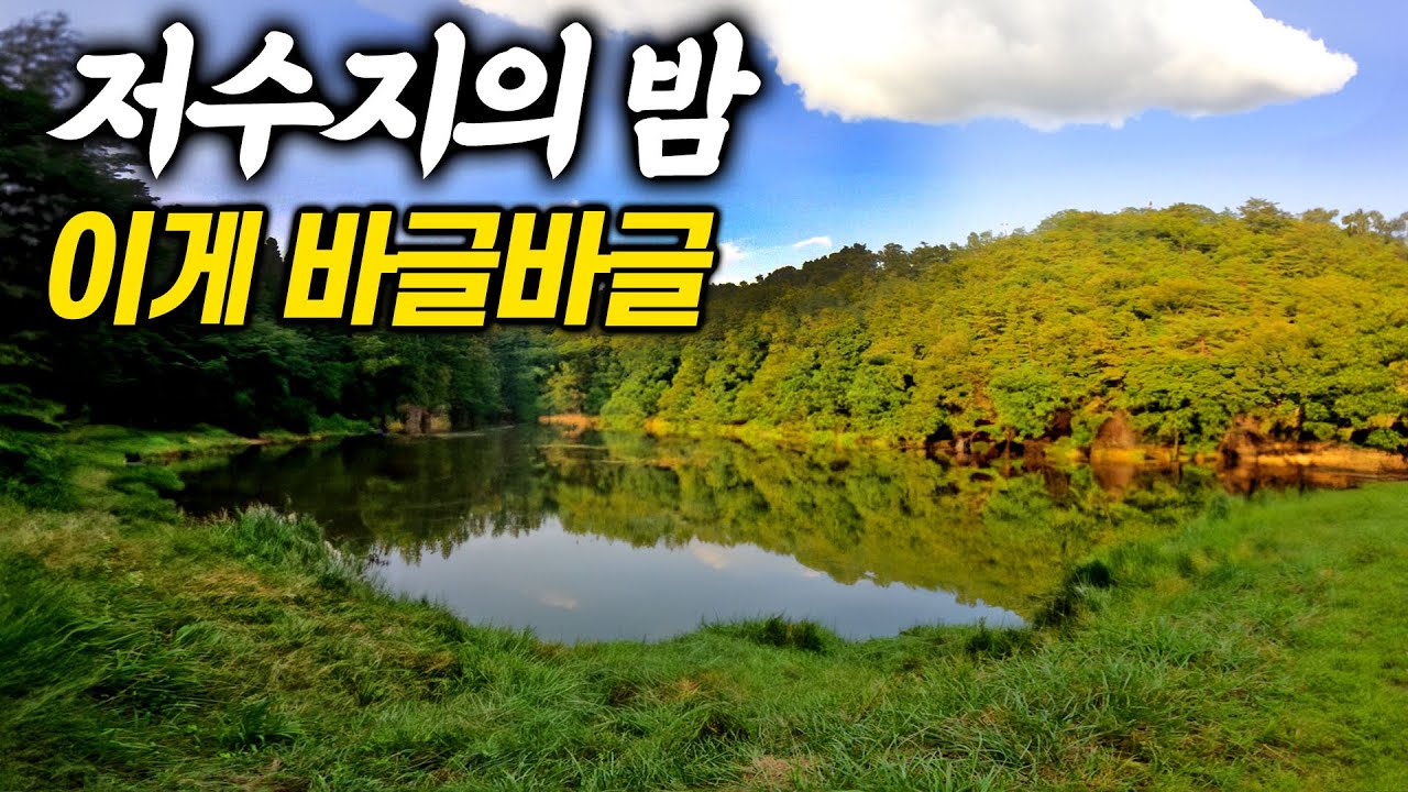 어두운 밤 저수지에서 바글바글한 맛있는 녀석을 잡아서 먹어봅니다. 차박하러 갔다가 집으로 올수밖에 없던 사연