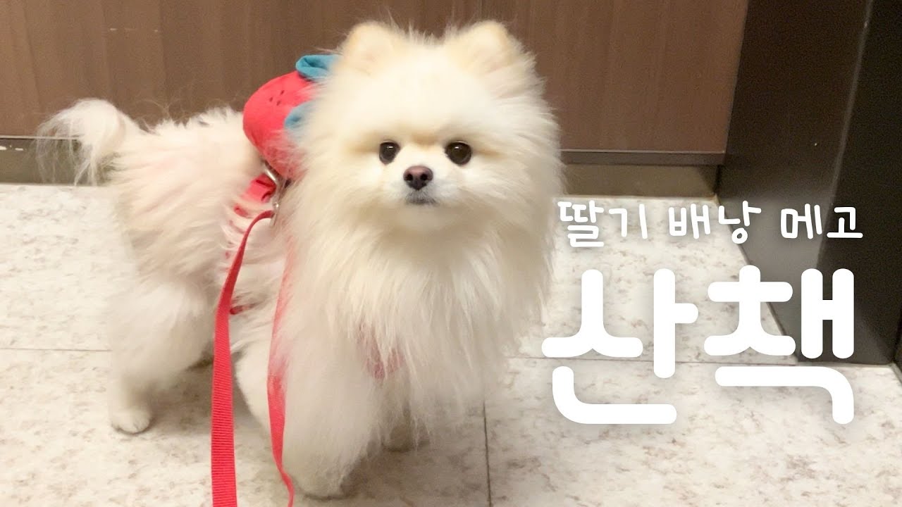 딸기 배낭 메고 산책하기🍓 #느좋루비, #강아지하네스, #강아지배낭, #유료광고
