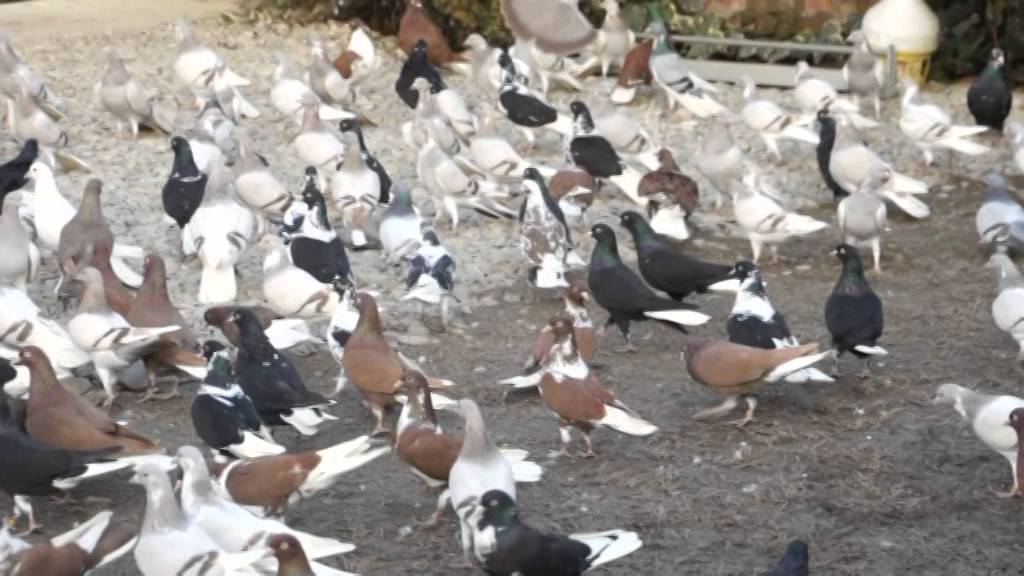 Περιστέρια Σακαβάρας Γιώργος...Νεοχώρι Ημαθίας(2015) vol 3