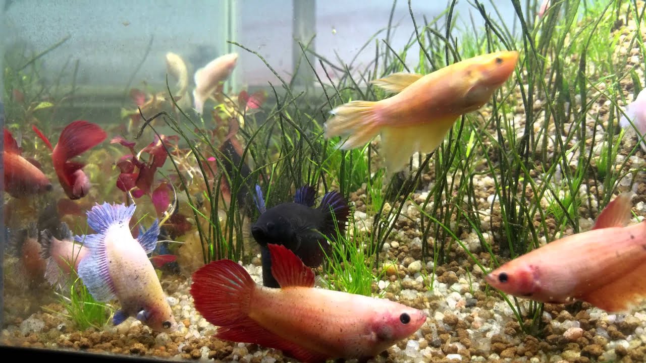 Sorority Tank- Female bettas!