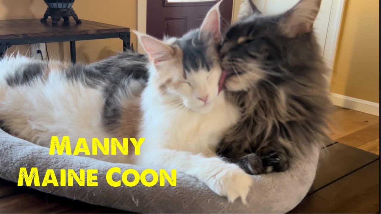 Maine Coon's in Love | Cute Cats | Blue Tabby & Calico #mainecoon