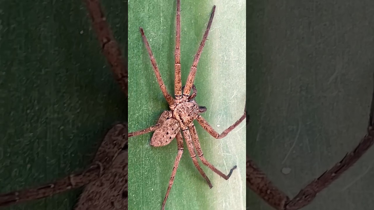 Massive Spider Surprise While Cleaning the Pool! 🕷️ #outbackaustralia #wildlife #spider