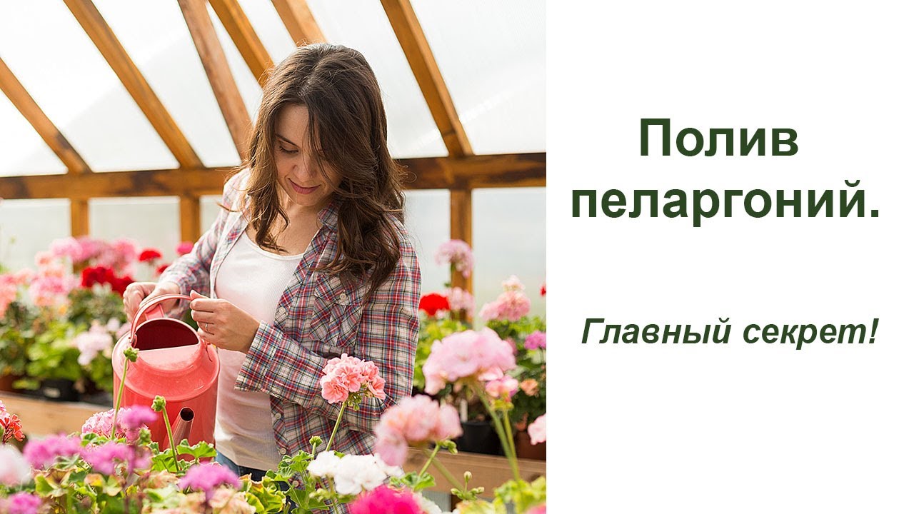 Полив пеларгоний. Главный секрет
