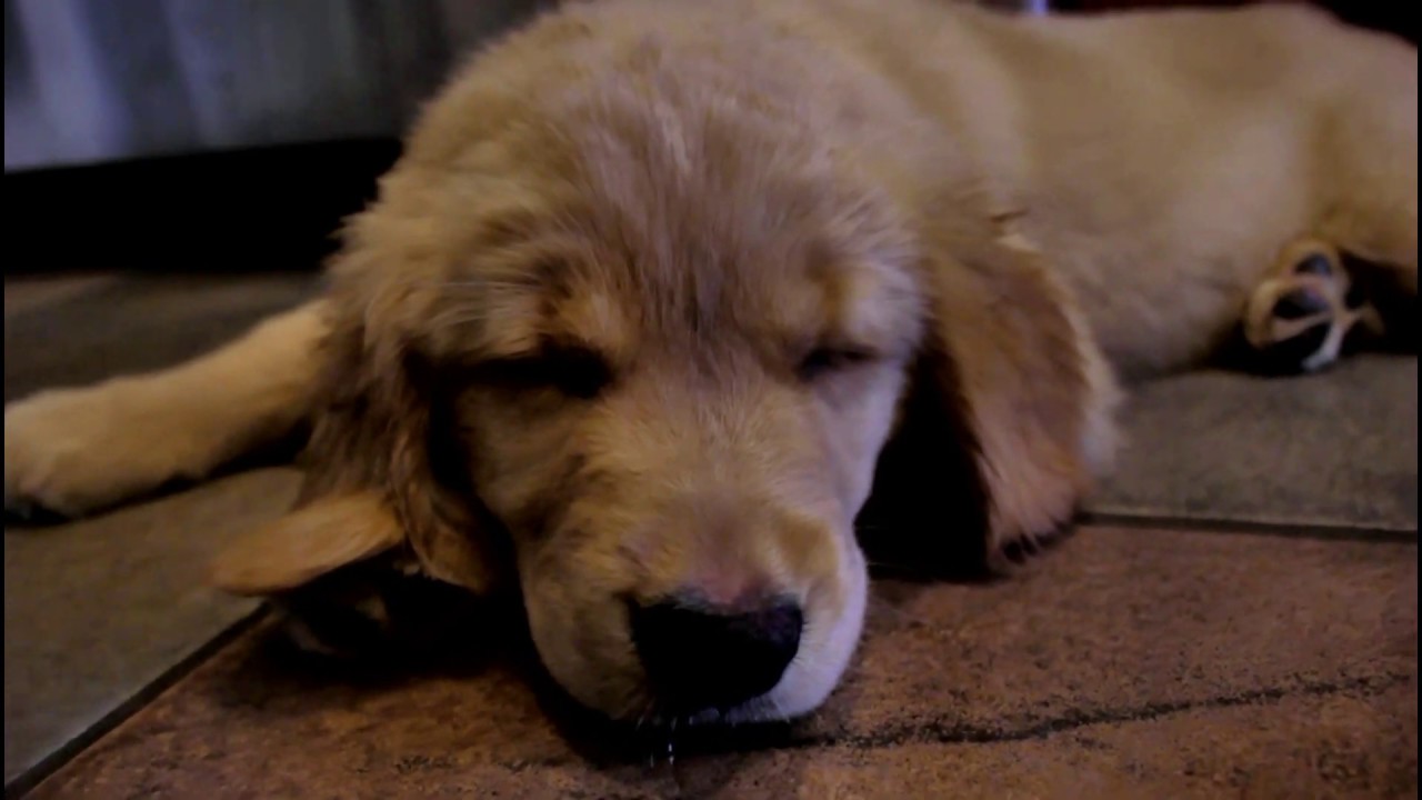 Pixie's New Puppy
