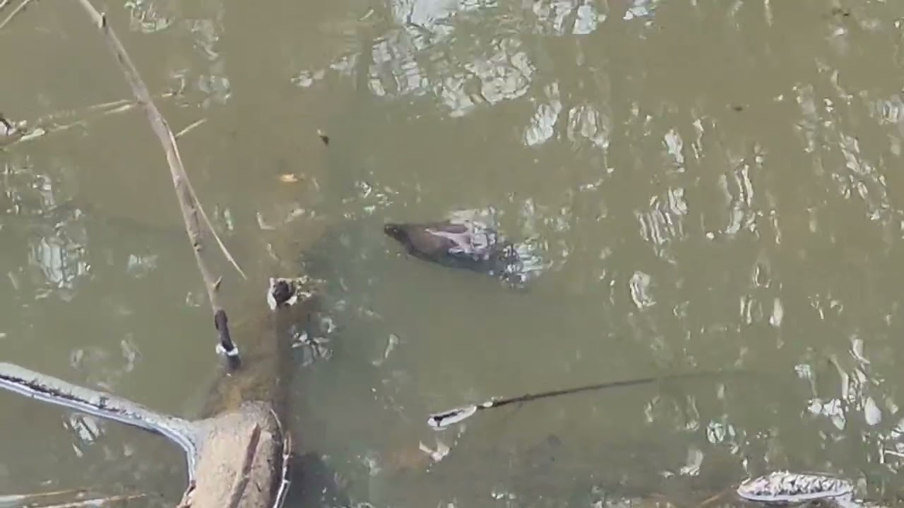 Turtles and a couple Geese