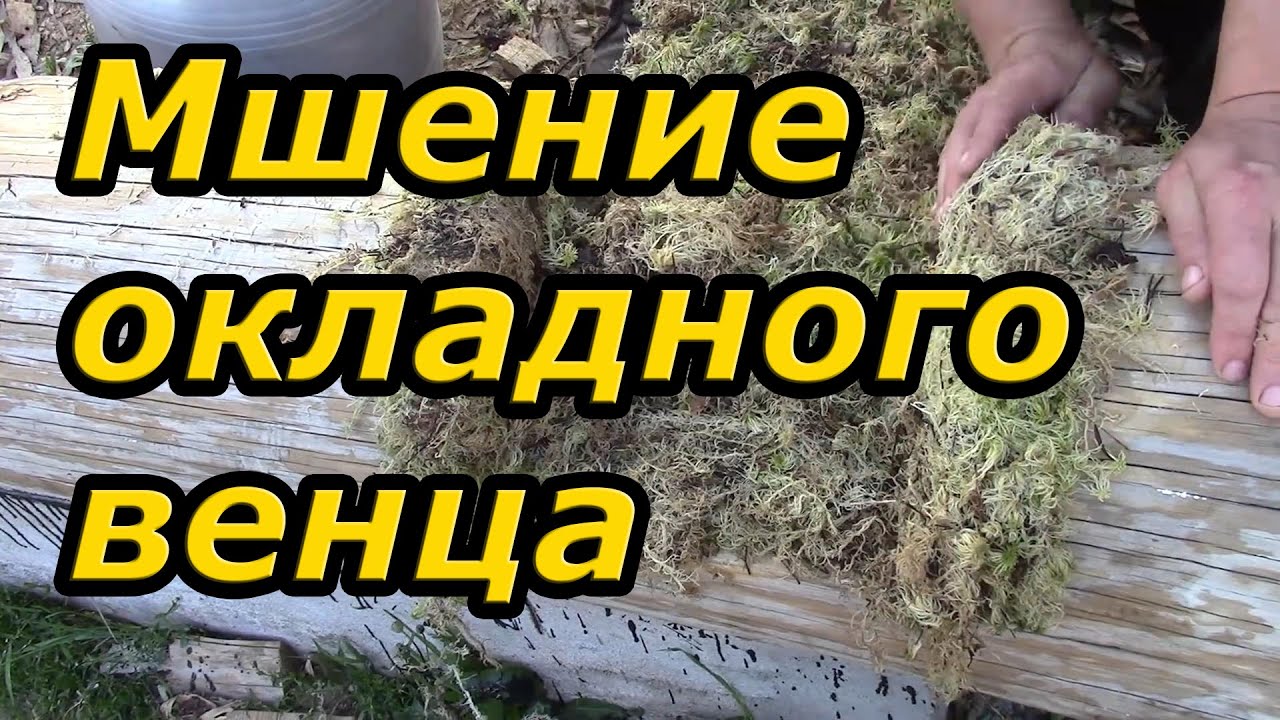 Укладка на мох окладного  (первого) венца. Сруб своими руками. Часть 7/5.