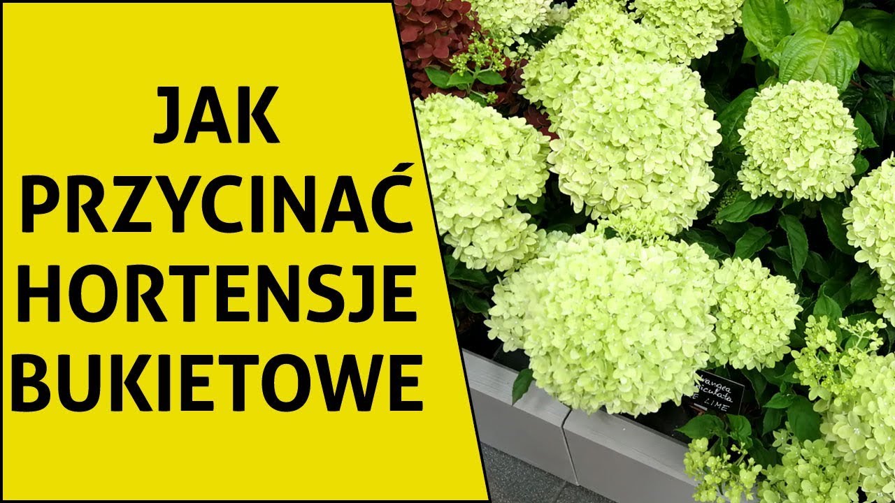 Jak przycinać hortensje bukietowe i co zrobić aby miały duże kwiaty