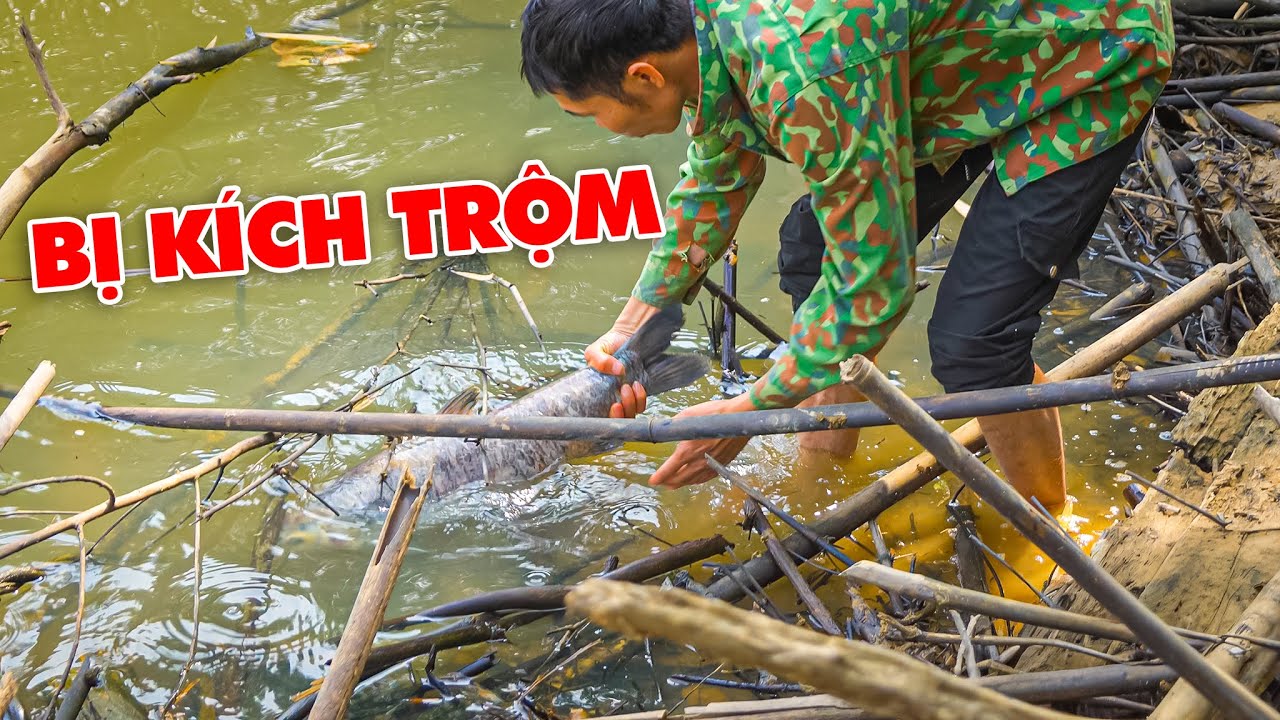 AO ĐÃ CẠN, CÓ DẤU HIỆU BỊ KÍ.CH TR.ỘM. CÁ TRẮM ĐEN KHOẢNG 5KG CHẾ.T NỔI DỌC BỜ