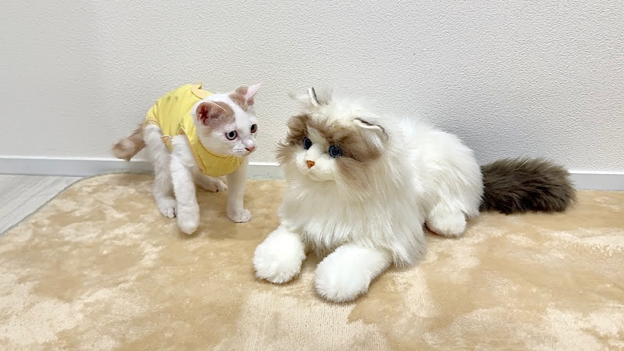 知らない猫が自分の家にいたときの子猫の反応がかわいすぎましたwww