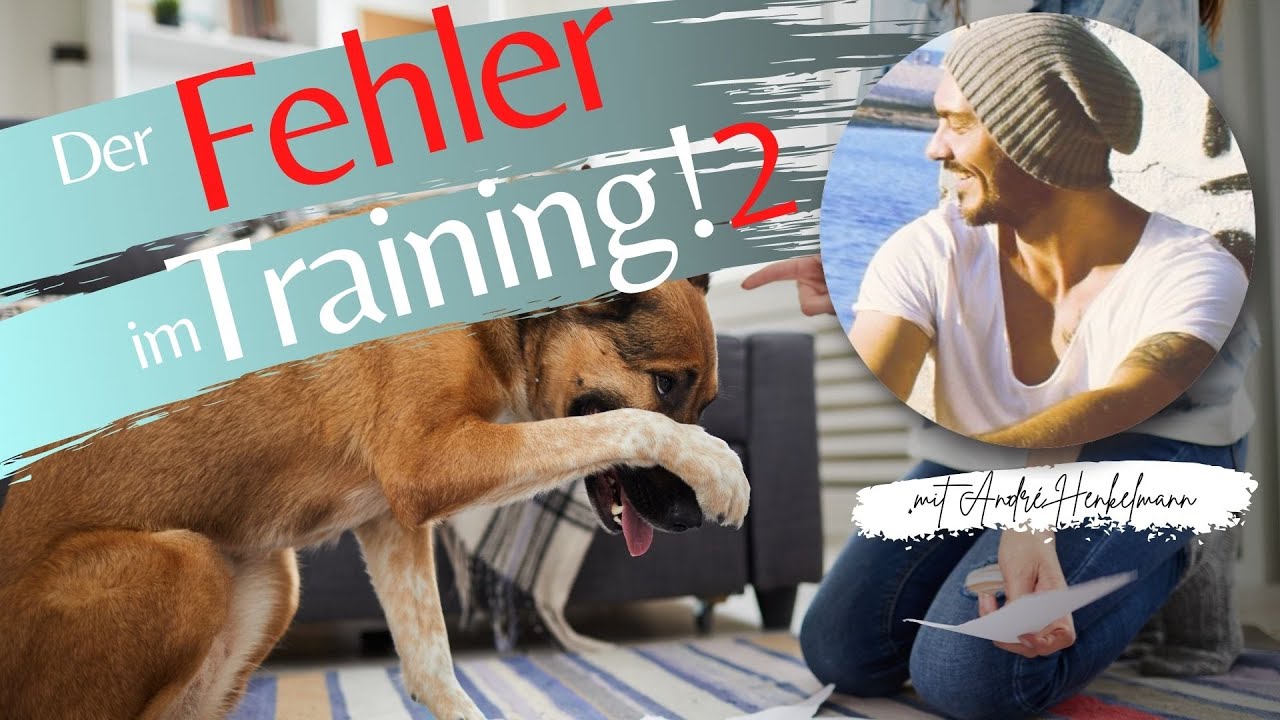 Der größte Fehler im Hundetraining! (2) Profi-Tipps/Hundeerziehung!