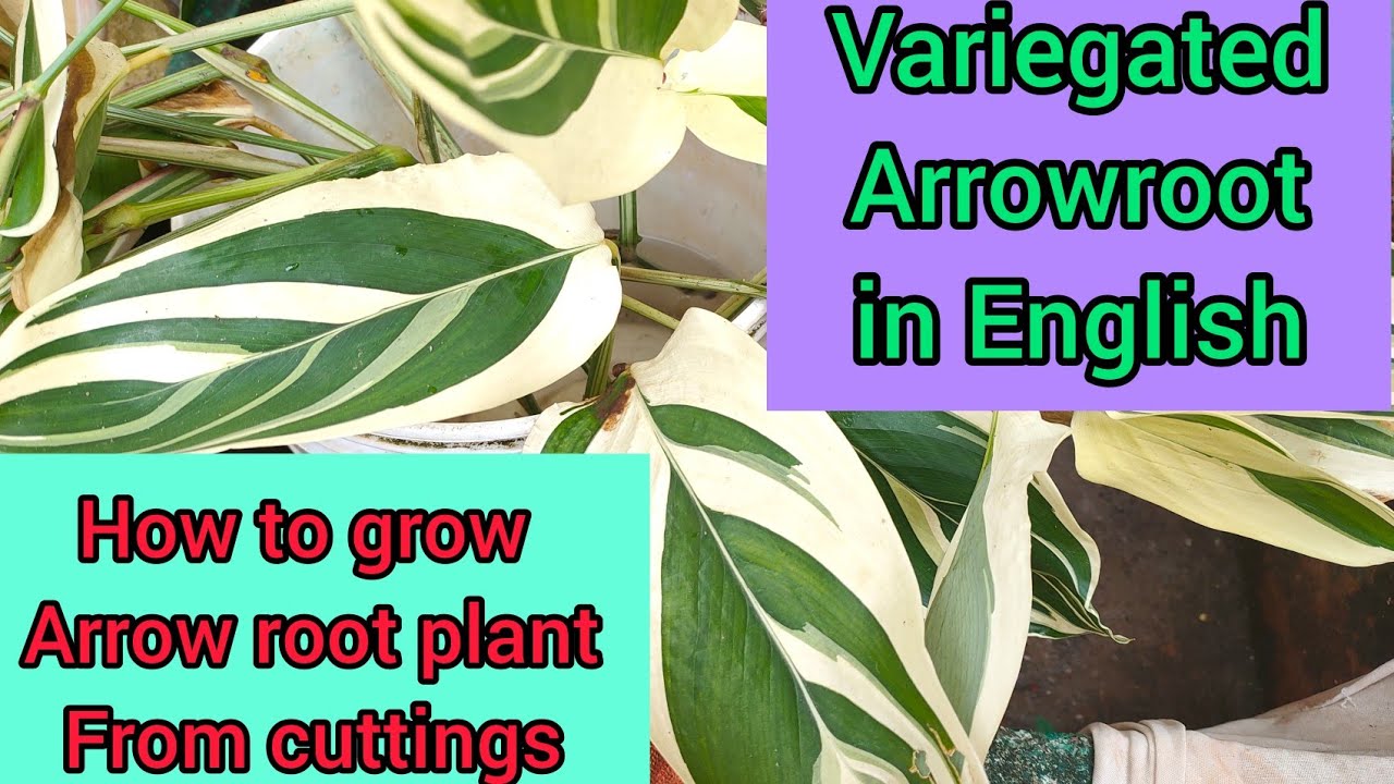 Variegated Arrowroot propagation from cuttings in English/How to grow Arrow root plant from cuttings