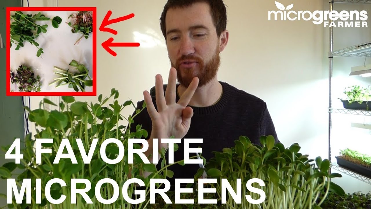My 4 Favorite Commercial Microgreens