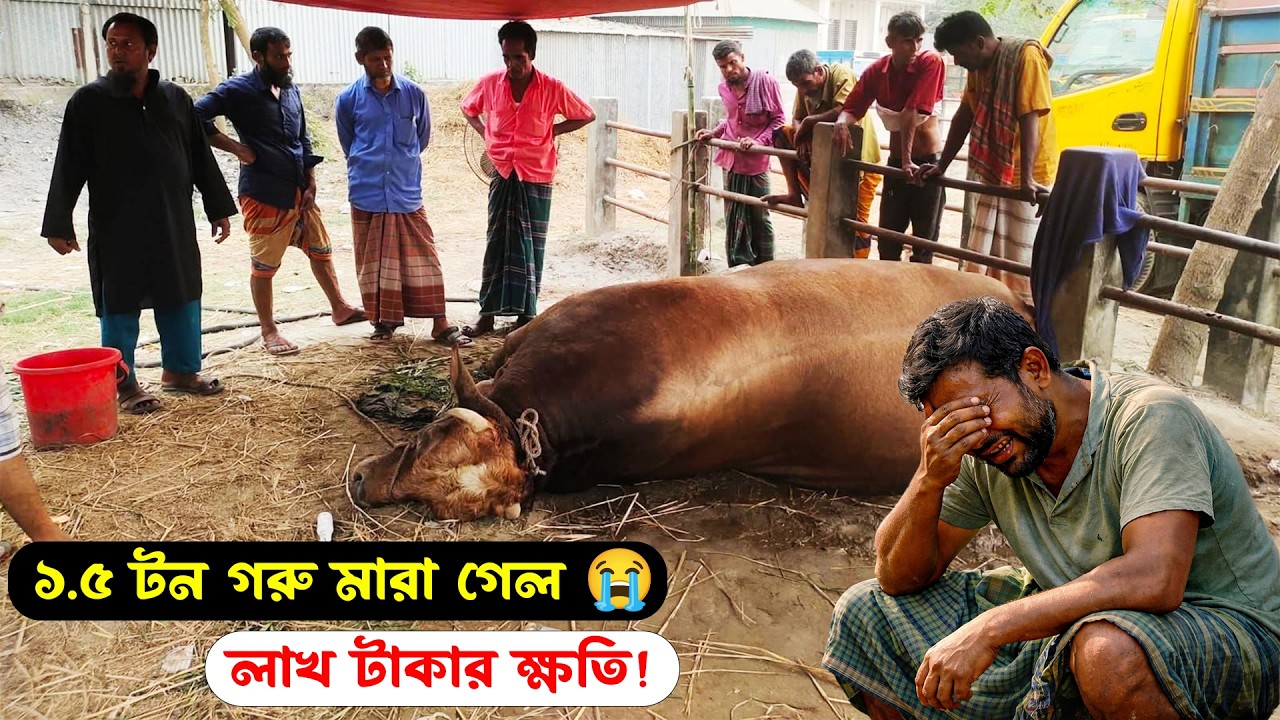 ১.৫ টন বিশাল গরু হঠাৎ মারা গেল 😭 লাখ টাকার ক্ষতি! কি হয়েছিল দেখুন