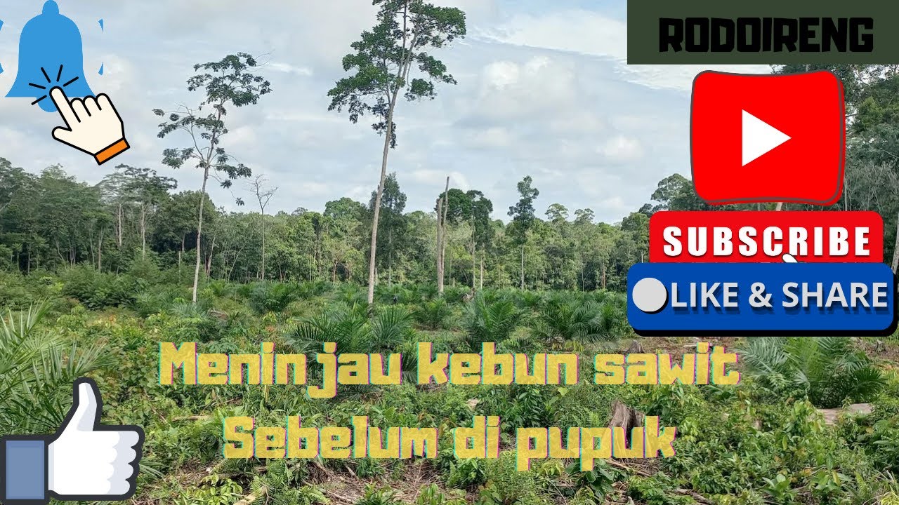 Meninjau kebun sawit sebelum di pupuk.