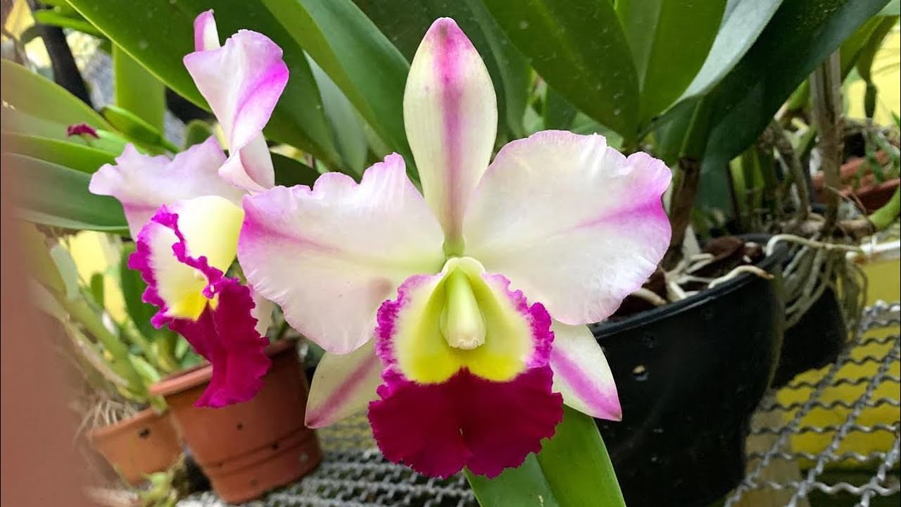 O SEGREDO PARA TER FLORES DE ORQUÍDEAS O ANO INTEIRO