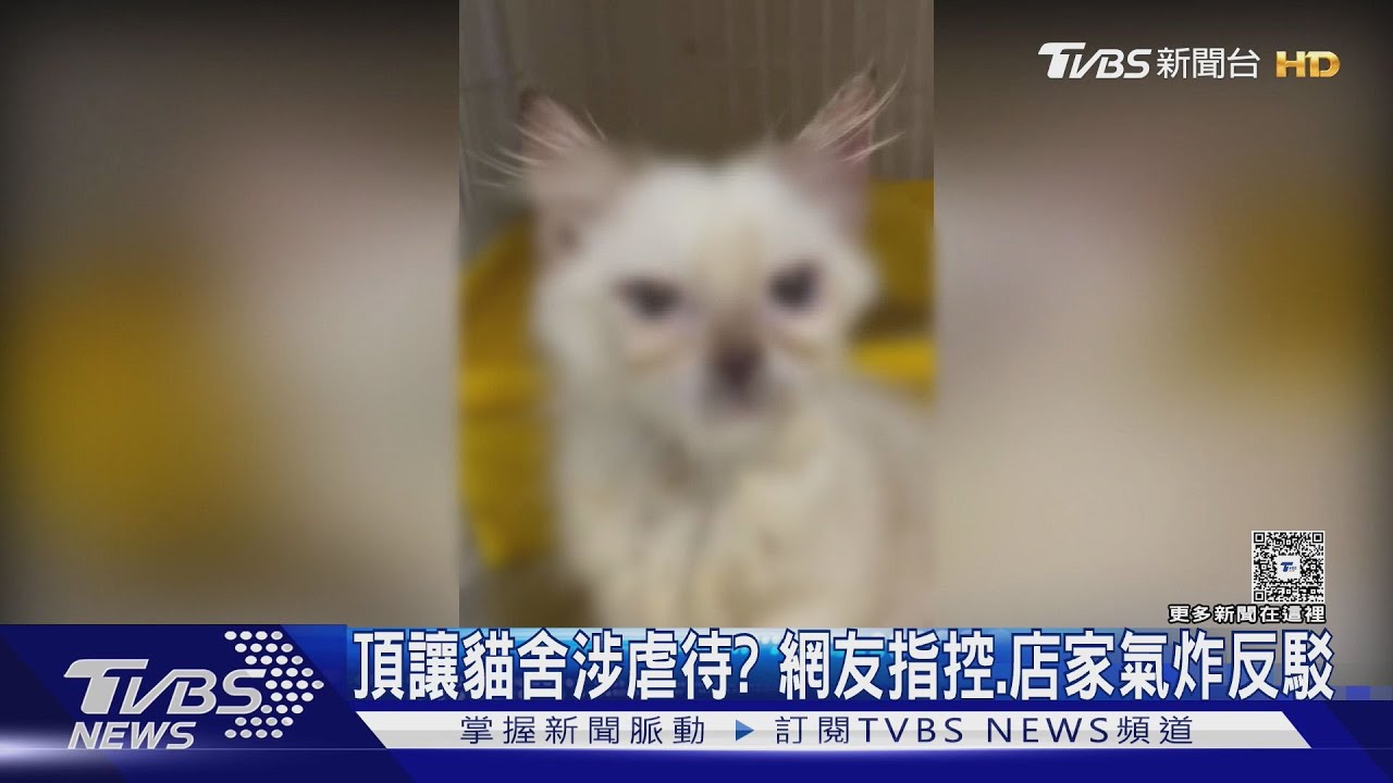 頂讓貓舍涉虐待還助走私?民眾PO網指控　店家氣炸反駁｜TVBS新聞 @TVBSNEWS01