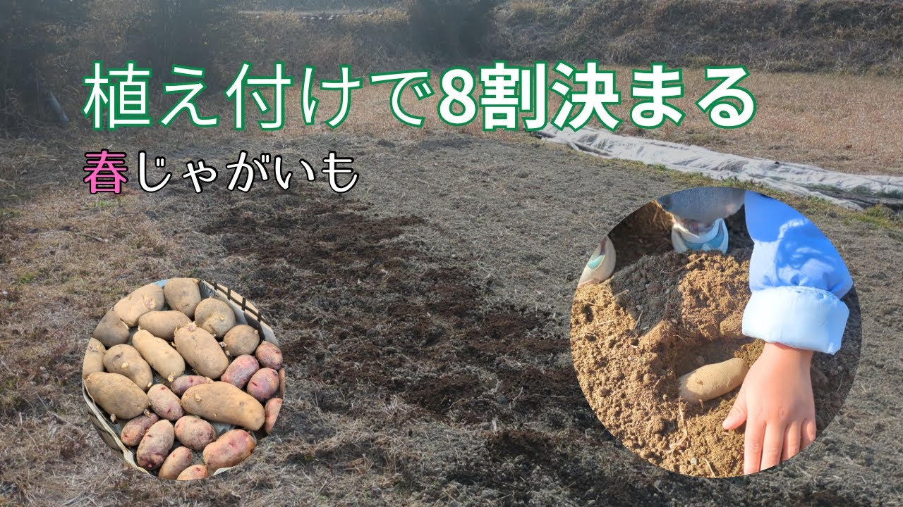 【じゃがいも】じゃがいも植え付け｜植えつけで8割決まる！？深さ10cmの理由も解説