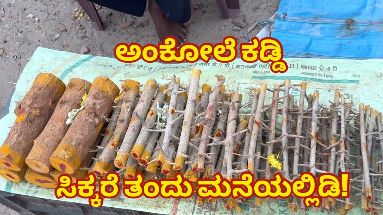 'ಅಂಕೋಲೆ ಕಡ್ಡಿ'ಅದೃಷ್ಟ,ಶುಭಯೋಗ,ದುಷ್ಟ ನಿಗ್ರಹ | ಮನೆಯಲ್ಲಿ ತಂದು ಏನುಮಾಡಬೇಕು? ‍‍ANKOLE Kaddi