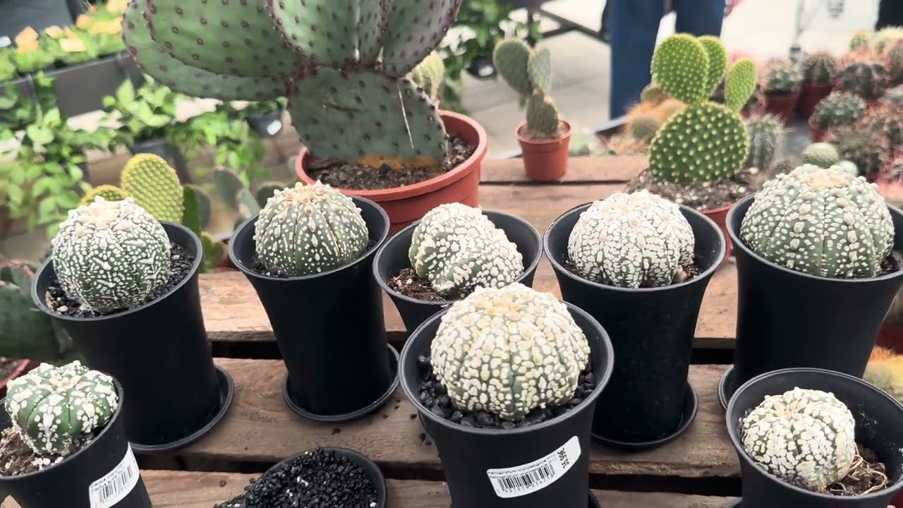 SERA GEZİSİ FLORALUX #sukulentbakımı #succulents #greenhouse #garden