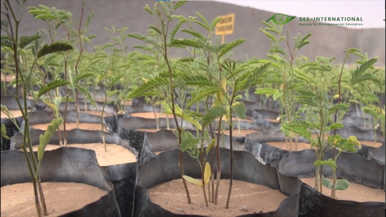 The Great Green Wall - Mauritania
