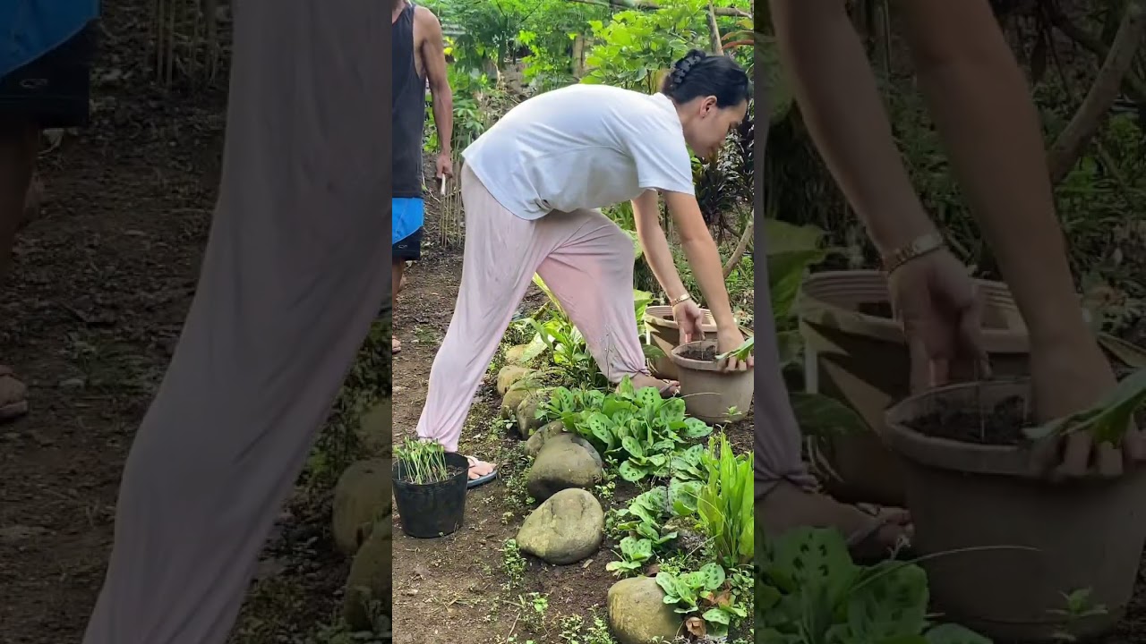 Plant vegetable Countryside Life #gardening #rural #farming  #countryside