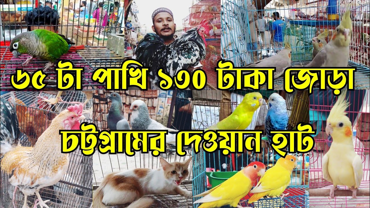 চট্টগ্রামের ঐতিহ্যবাহী পাখির হাট দেওয়ানহাট || Bird market in Bangladesh || Dewanhat chattagram