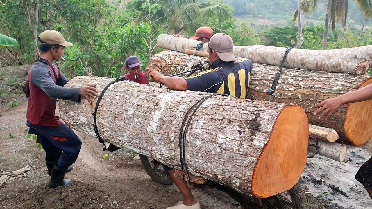 the clever and dangerous method they use to transport large logs in the mountains using motorbikes