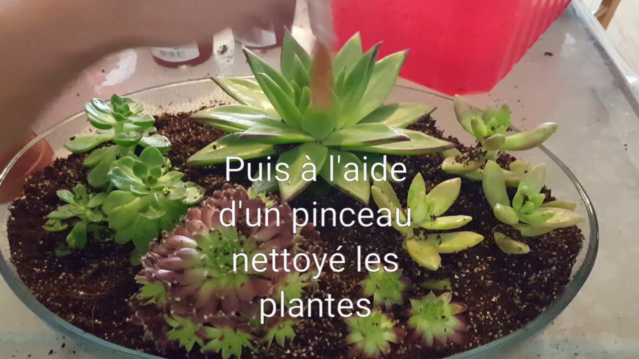 Plante grasse , terrarium plante grasse , succulente