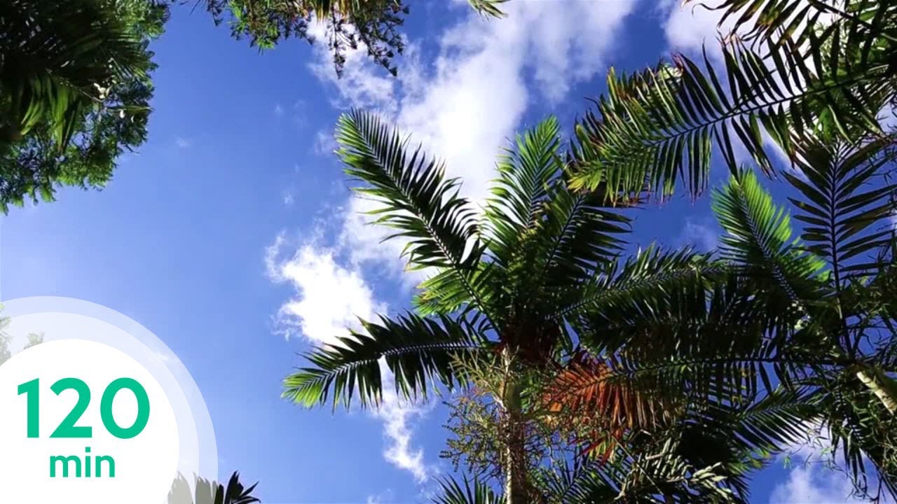 Música caribeña para relajarse   Happy Hour Instrumental Tropical Playa ☀ 🌴⛱   120 MINUTOS