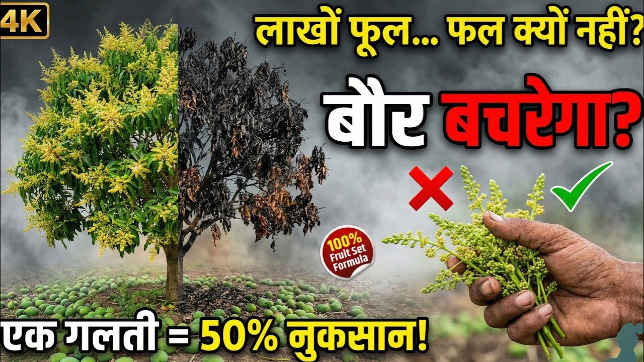 आम के बौर से फल क्यों नहीं बनते? | 90% Fruit Set Formula | Mango Flower Drop Control Complete Guide