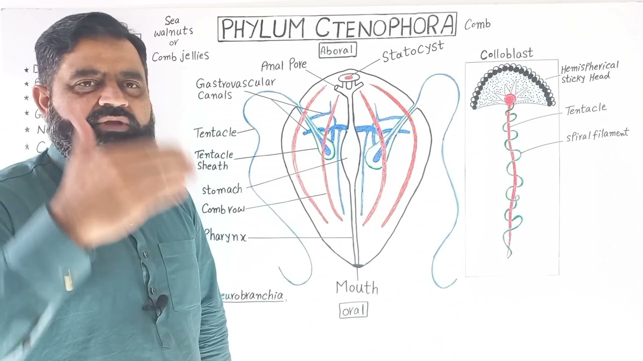 Phylum Ctenophora Urdu/Hindi medium @ Prof Masood fuzail | Sea walnuts | Comb jellies |