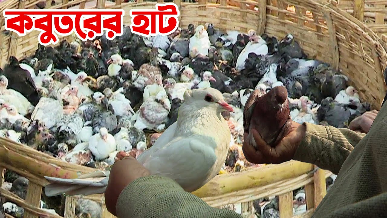 কুষ্টিয়ার মিরপুরে কবুতরের হাট