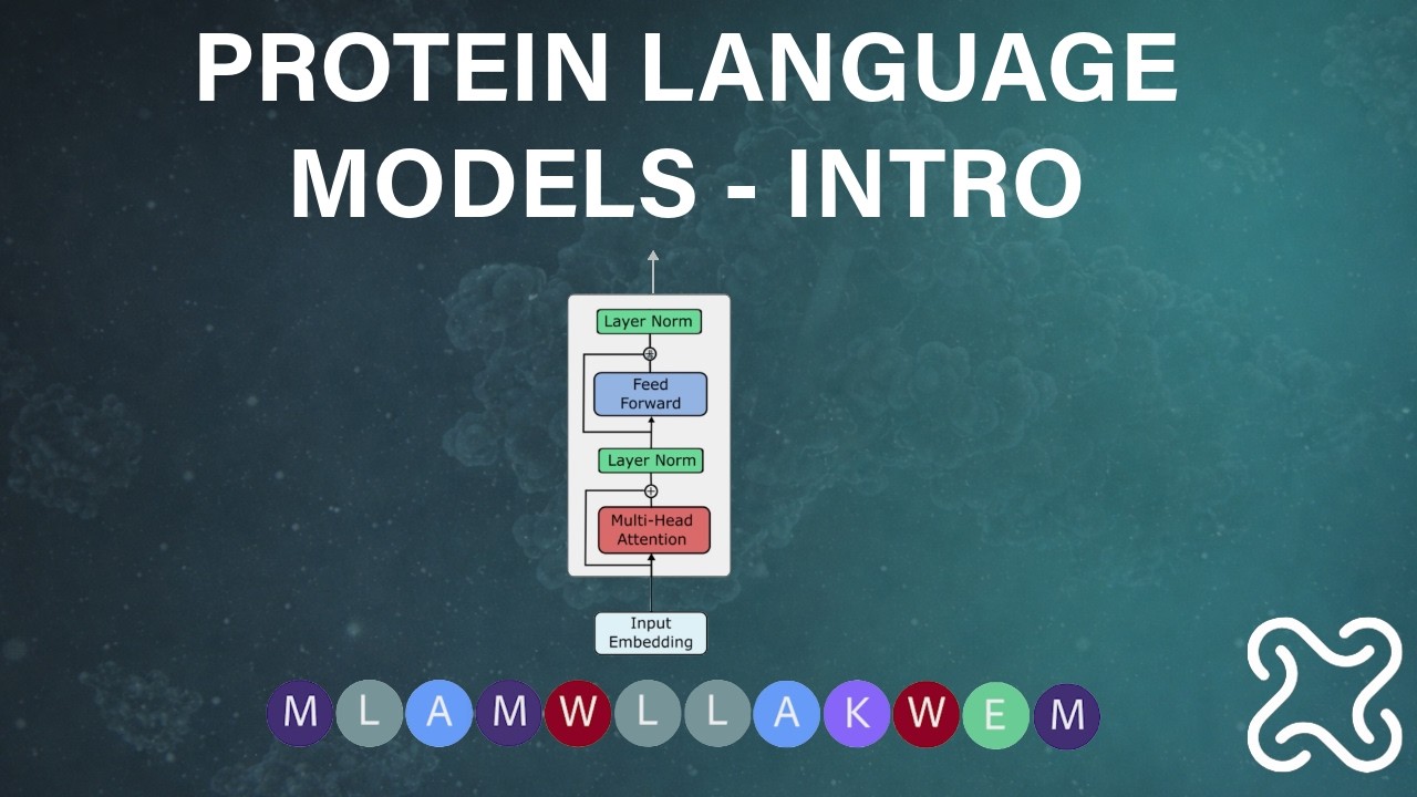 Protein Language Models (PLMs) - What They Are and How They Work