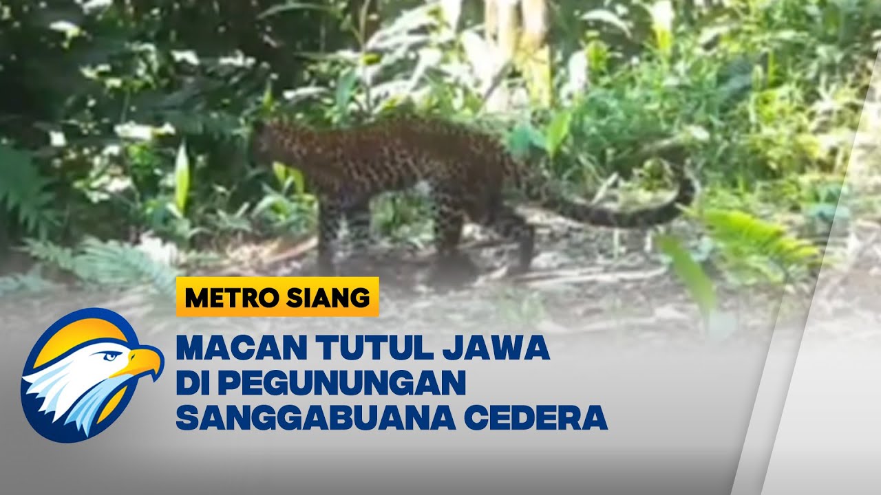 Macan Tutul Jawa Tertangkap Kamera Pengawas Dalam Kondisi Cedera   - [Metro Siang]