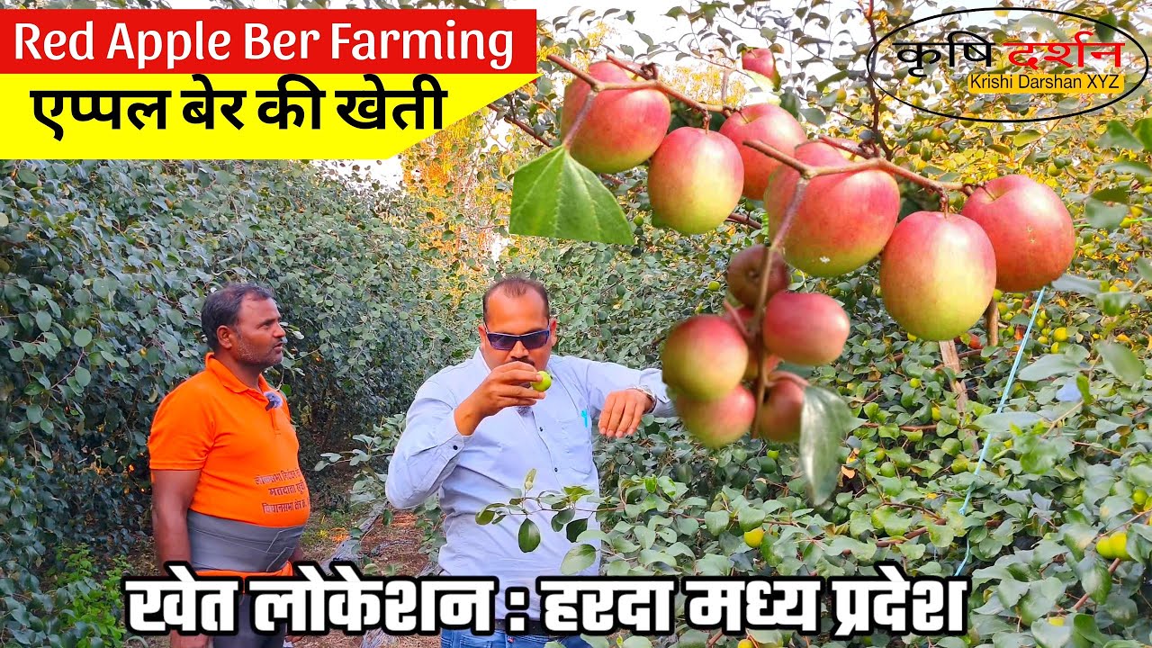 Red Apple Ber Farming 🌿🍎🌿 कश्मीरी रेड एप्पल बेर की खेती 🥀🌹🌺 Ball Sundari Apple Ber 🌿💞🌿Part -1